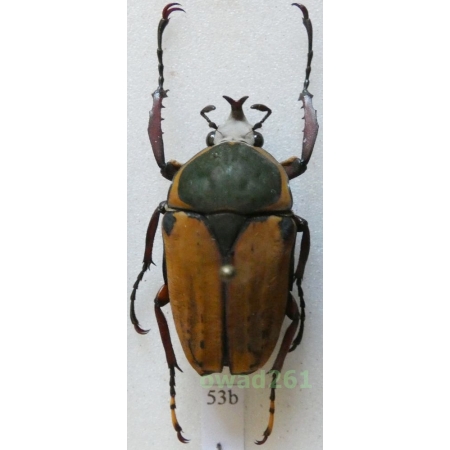 Megalorrhina harrisi peregrina f.pallescens male 34mm Tanzania53b